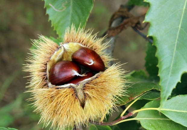 Ottobre mese delle castagne, Sagre in Sardegna