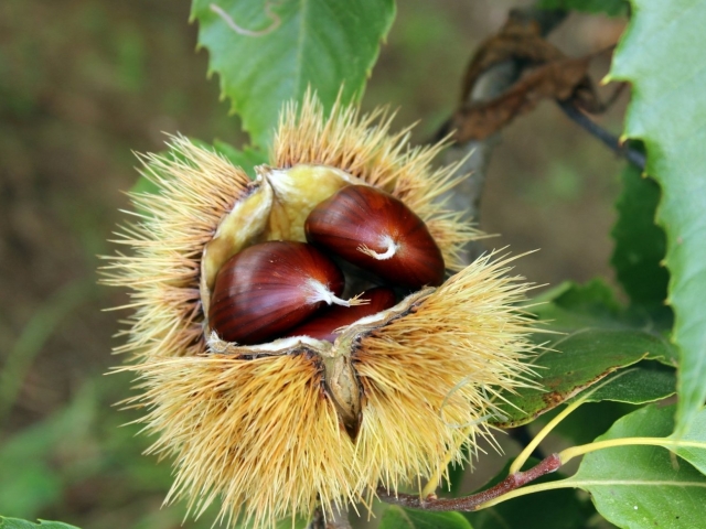 Ottobre mese delle castagne, Sagre in Sardegna