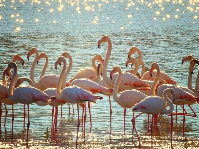 Nell'immagine, un gruppo di fenicotteri presso il Parco Naturale Regionale Molentargius.